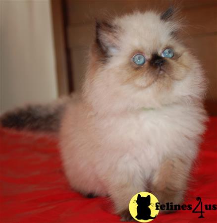 Pennyshaffer Picture 3